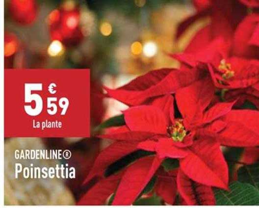poinsettia gardenline