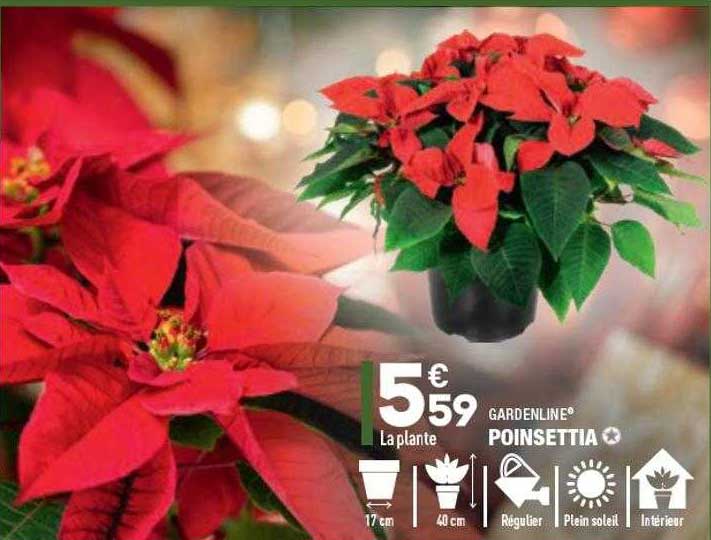 poinsettia gardenline