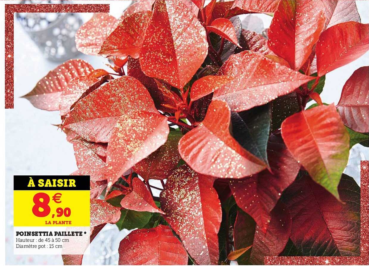 poinsettia pailleté