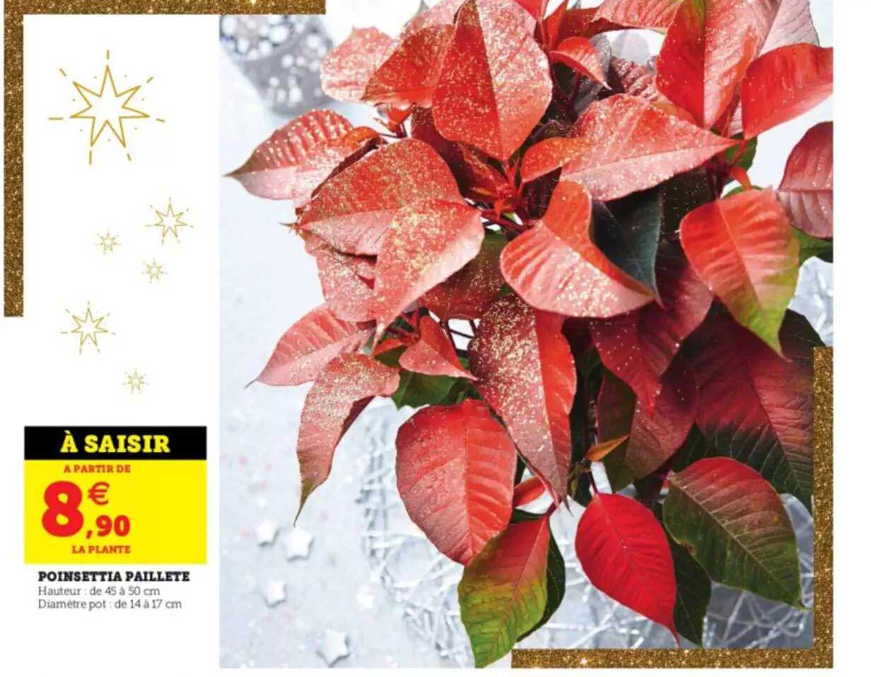 poinsettia pailleté