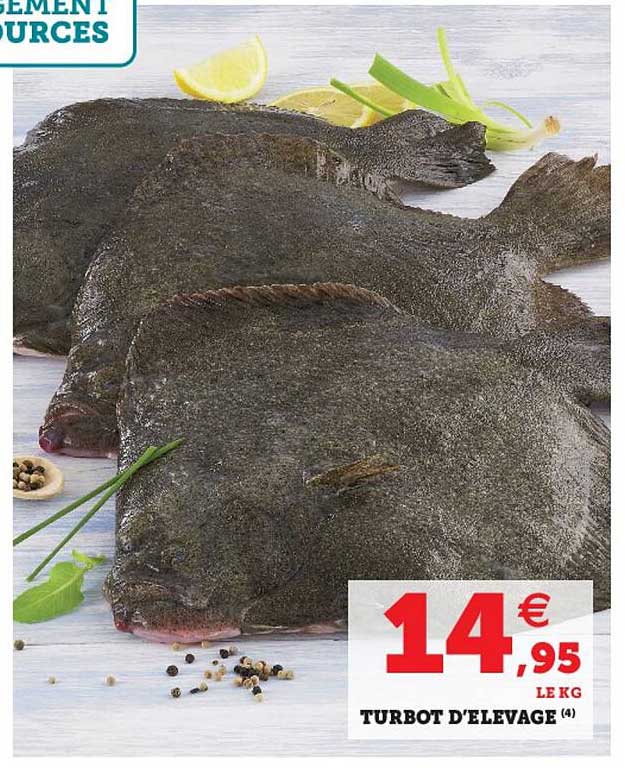 turbot d'élevage