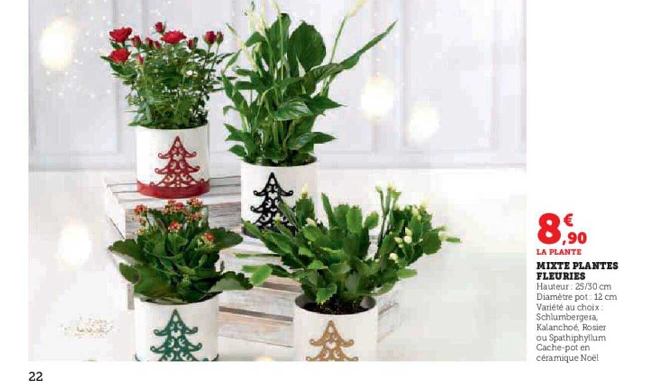 mixte plantes fleuries