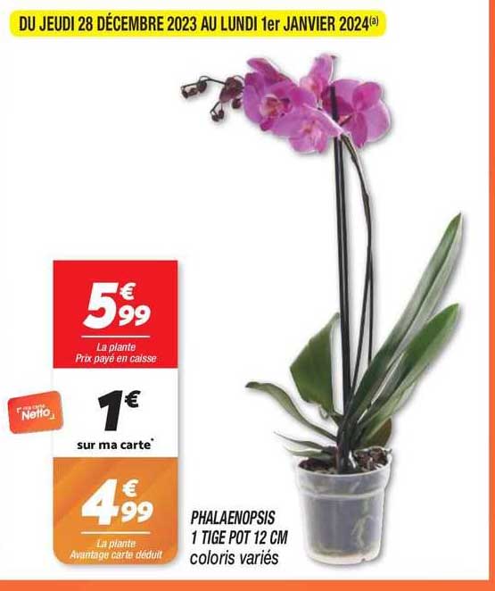 phalaenopsis 1 tige pot 12 cm