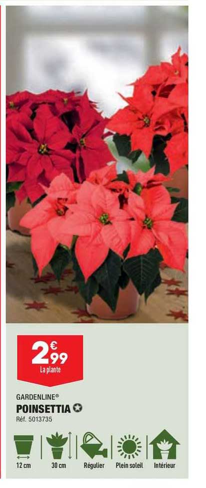 poinsettia gardenline