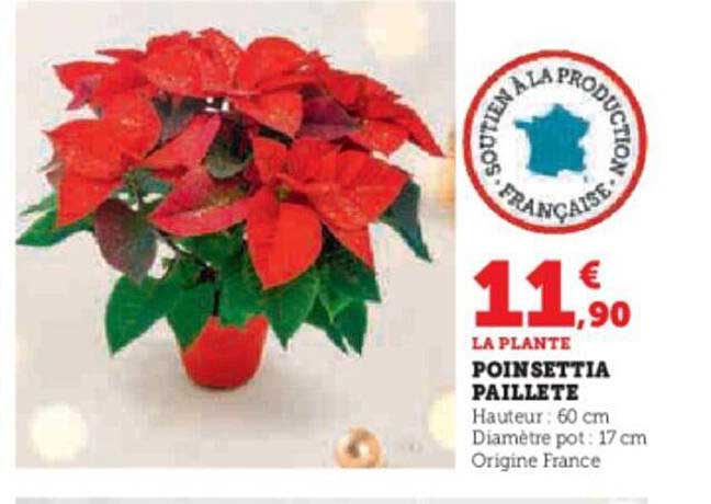 Poinsettia Paillete