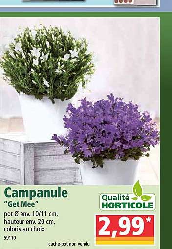 campanule "get mee"