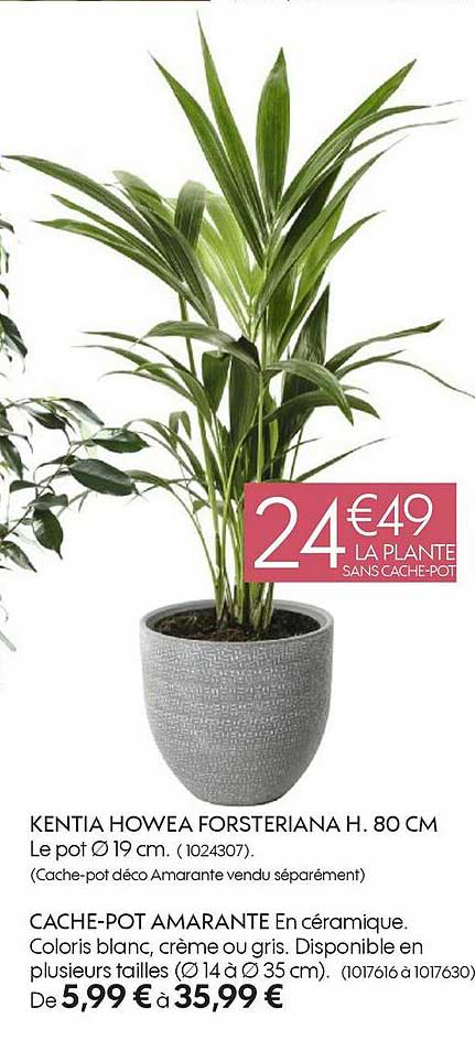 kentia howea forseriana h. 80 cm, cache-pot amarante