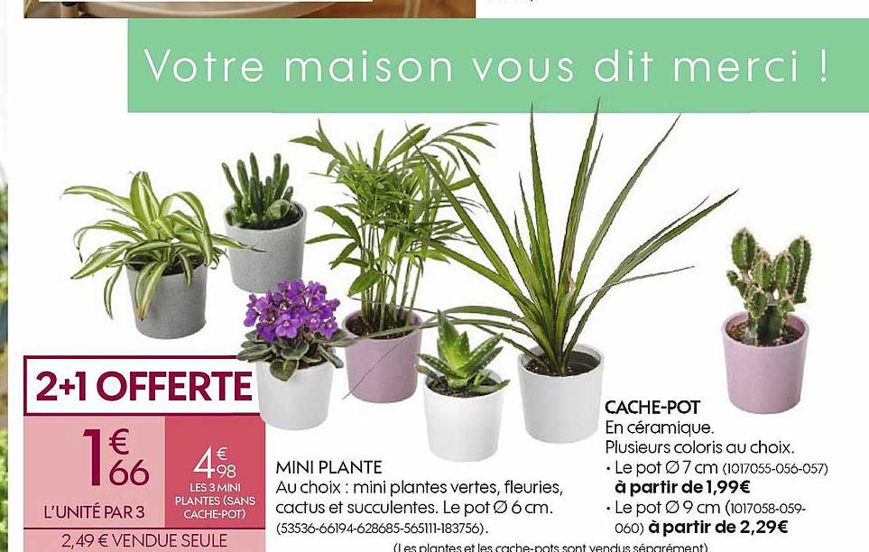 mini plante, cache-pot