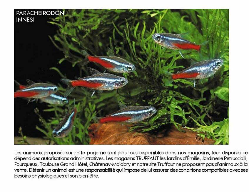 paracheirodon innesi