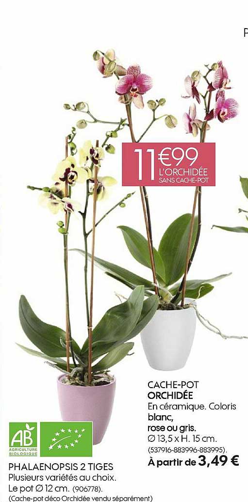 phalaenopsis 2 tiges, cache-pot orchidée