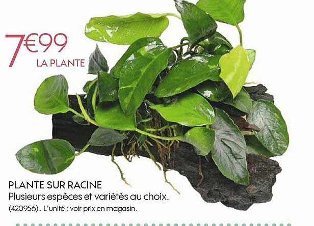 Plante Sur Racine