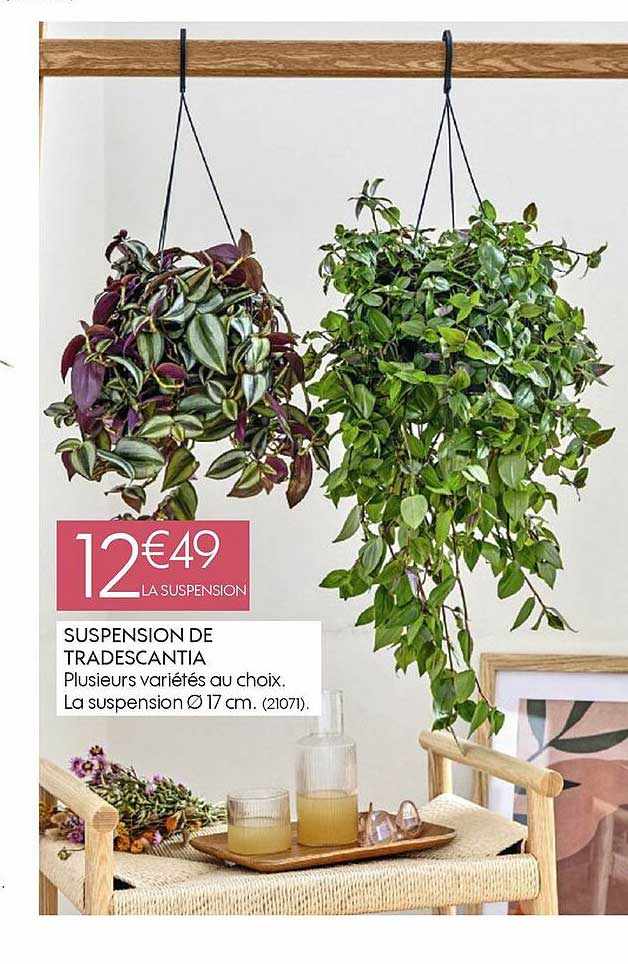 suspension de tradescantia