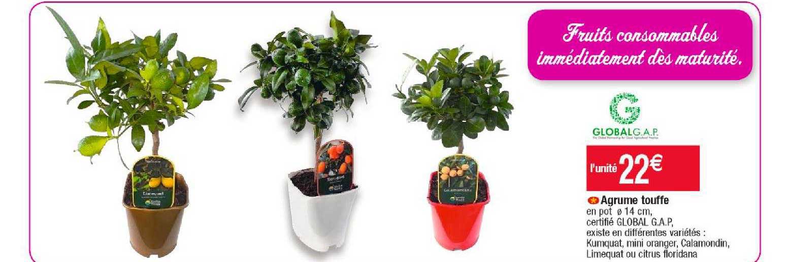 agrume touffe