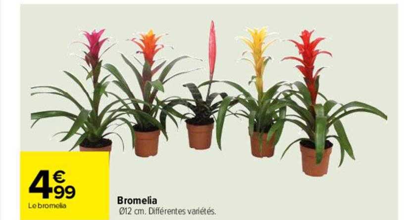 Bromelia