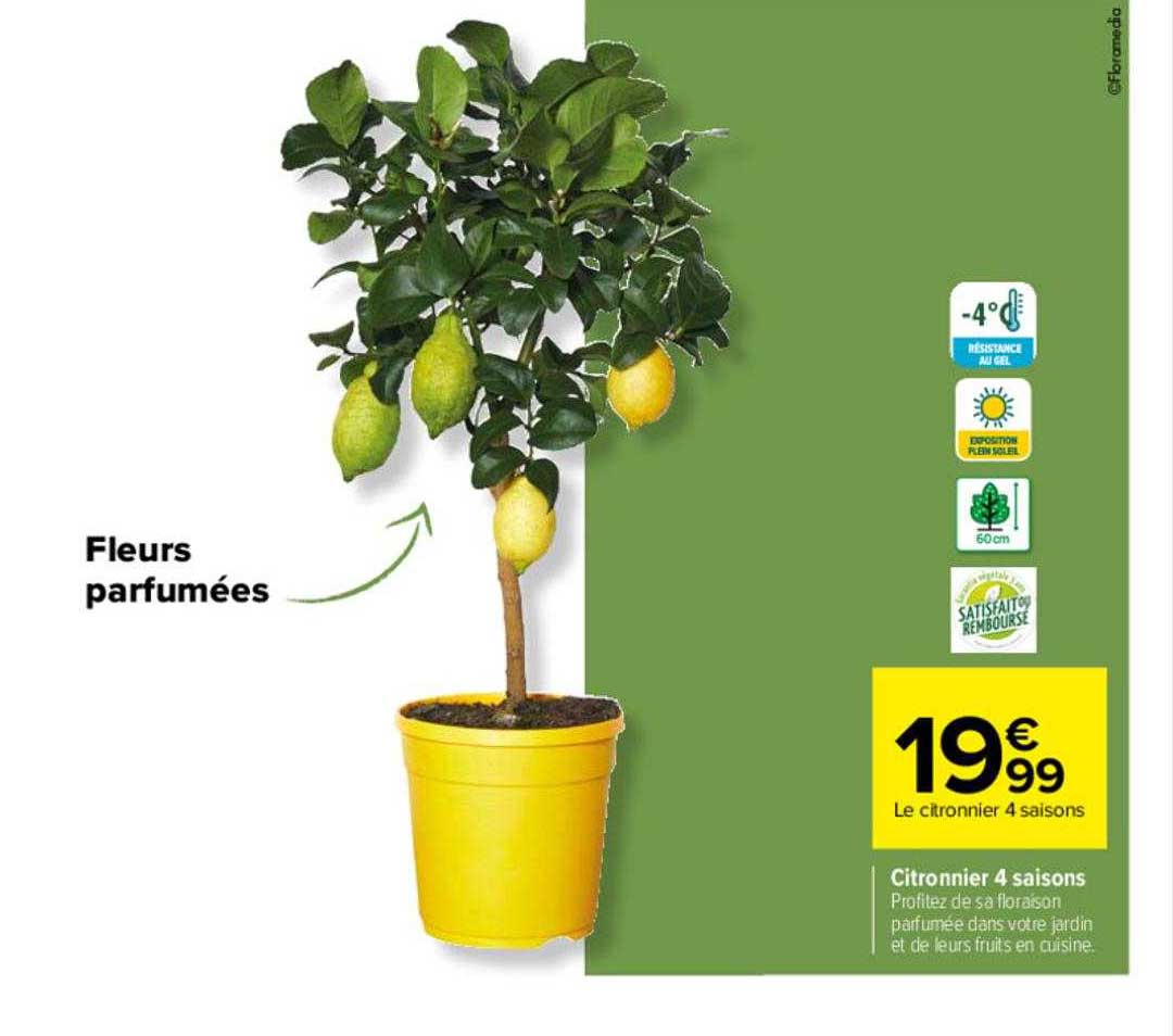 Citronnier 4 Saisons