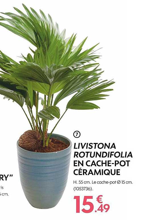 livistona rotundifolia en cache-pot céramique