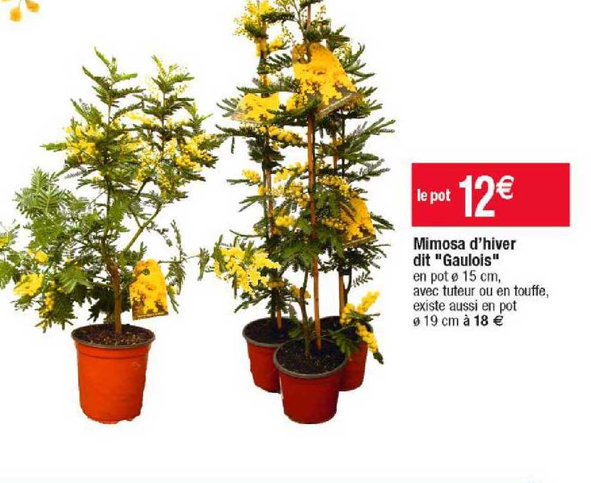 mimosa d'hiver dit "gaulois"