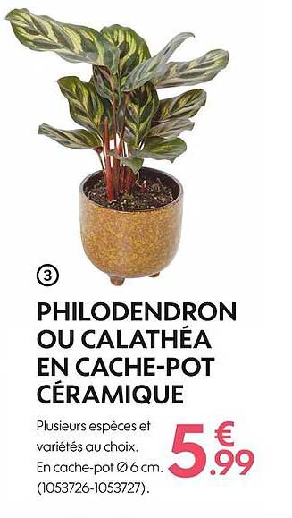 philodendron ou calathéa en cache-pot céramique
