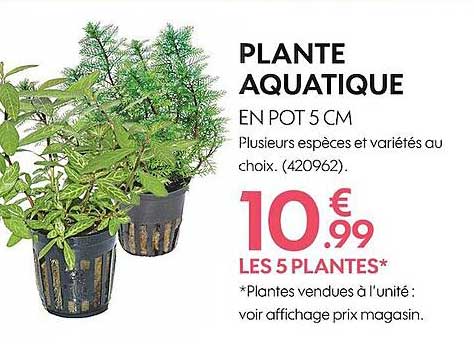 plante aquatique