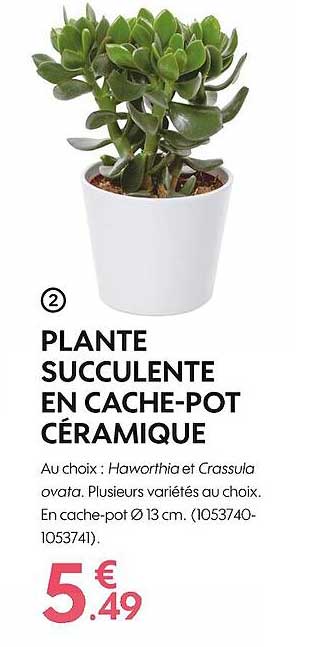 plante succulente en cache-pot céramique