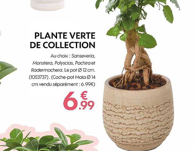 Plante Verte De Collection