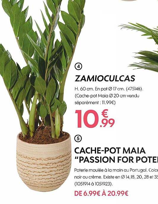 zamioculcas, cache-pot maia