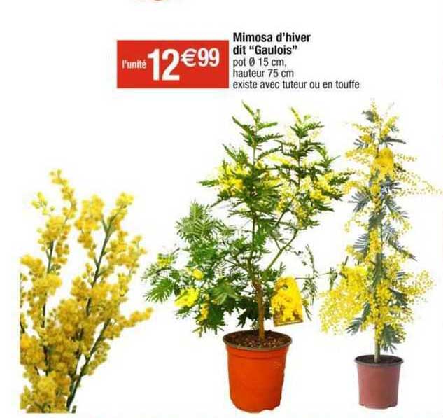 mimosa d'hiver dit "gaulois"