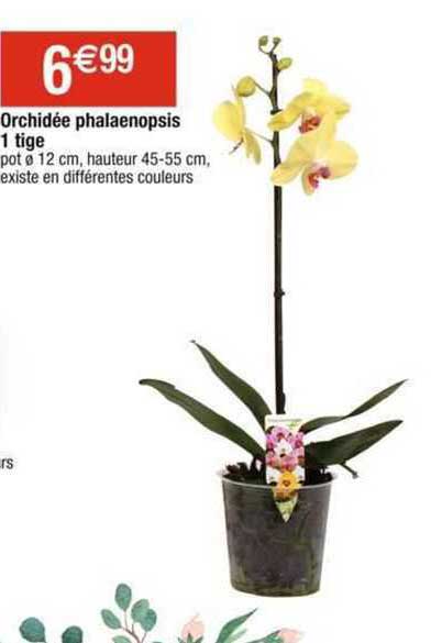 orchidée phalaenopsis 1 tige