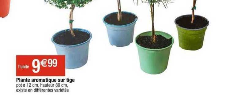 plante aromatique sur tige