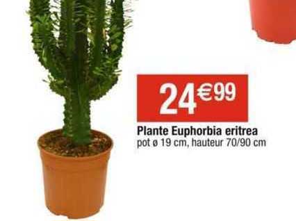 plante euphorbia eritrea