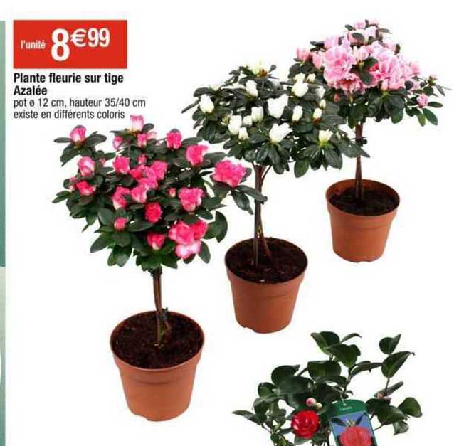 plante fleurie sur tige azalée