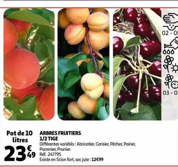 arbres fruitiers 1-2 tige