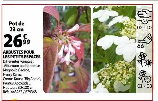 arbuste pour les petits espaces