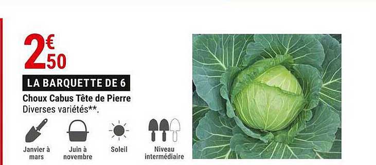 choux cabus tête de pierre