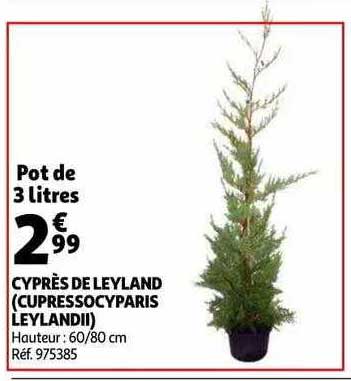 cyprès de leyland (cupressocyparis leylandii)