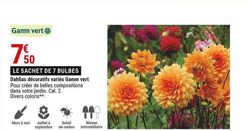 dahlias décoratifs variés gamm vert