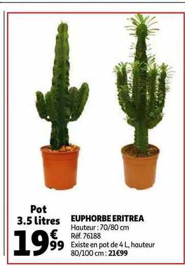 euphorbe eritrea