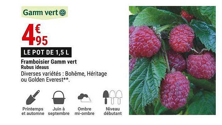 framboisier gamm vert rubus ideaus