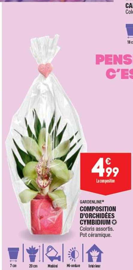 gardenline composition d'orchidées cymbidium