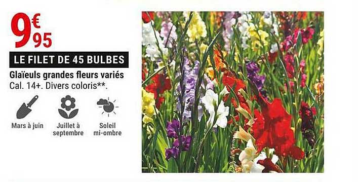 glaïeuls grandes fleurs variés