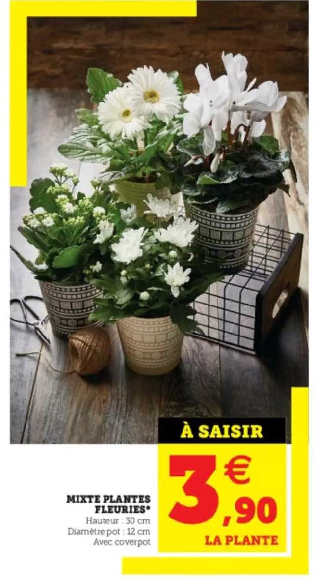 mixte plantes fleuries