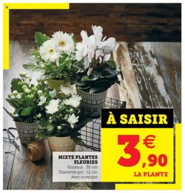 mixte plantes fleuries