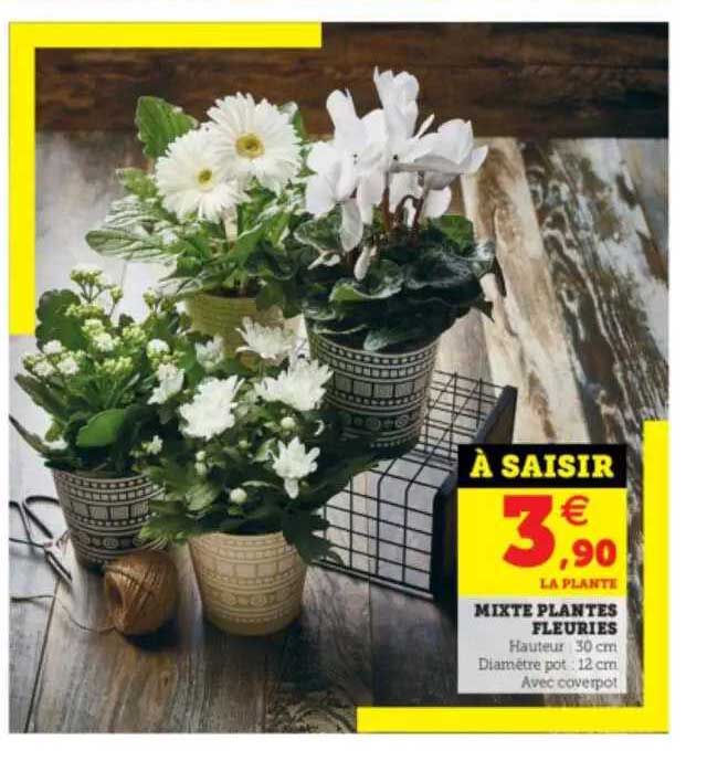 mixte plantes fleuries