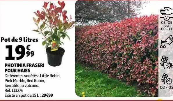 Photinia Fraseri Pour Haies