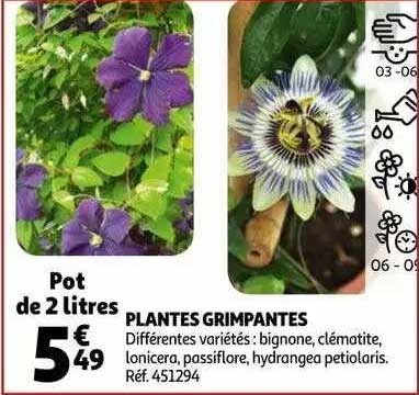 plantes grimpantes