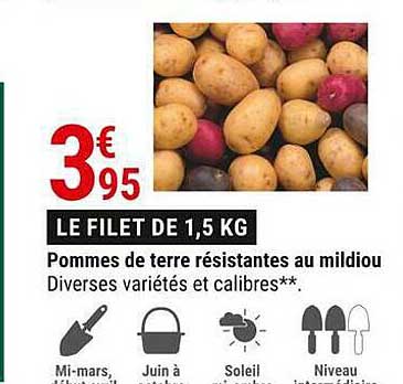 Pommes De Terre Résistantes Au Mildiou