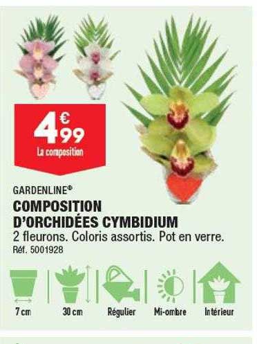 Composition D'orchidées Cymbidium Gardenline