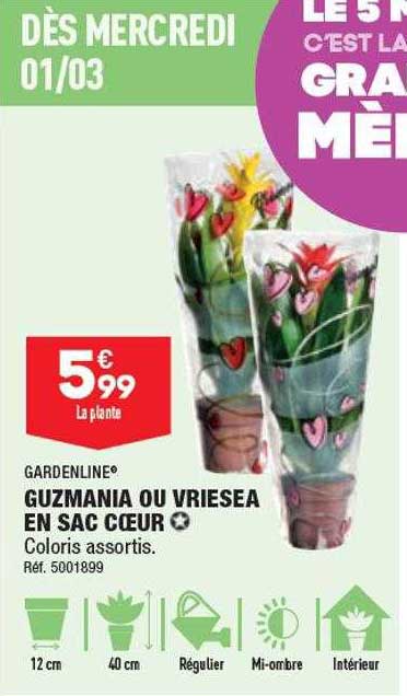 Guzmania Ou Vriesea En Sac Cœur Gardenline