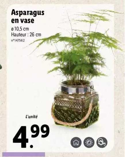 Asparagus En Vase