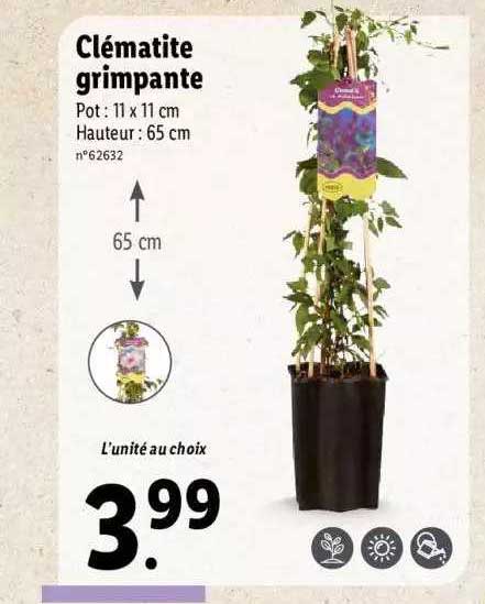 Clématite Grimpante